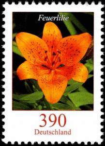 Colnect-5199-134-Lilium-bulbiferum---Fire-Lily.jpg