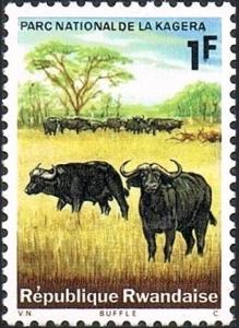 Colnect-4314-882-African-Buffalo-Syncerus-caffer.jpg