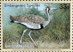 Colnect-2336-478-Black-bellied-Bustard-Eupodotis-melanogaster.jpg