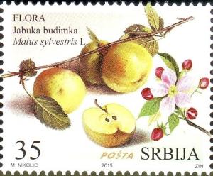 Colnect-2700-503-Apple-Jabuka-budimka---Malus-Sylvestris-L.jpg