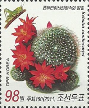 Colnect-2954-894-Rebutia-xanthocarpa.jpg