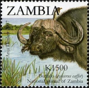 Colnect-3051-608-African-Buffalo-Syncerus-caffer.jpg