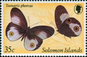 Colnect-3964-491-Nymphalid-Butterfly-Taenaris-phorcas.jpg