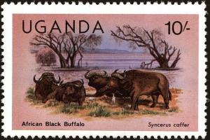 Colnect-4277-726-African-Buffalo-Syncerus-caffer.jpg