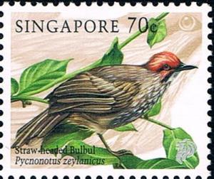 Colnect-5062-456-Straw-headed-Bulbul-Pycnonotus-zeylanicus.jpg