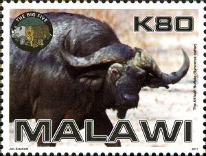 Colnect-5947-878-African-Buffalo-Syncerus-caffer.jpg