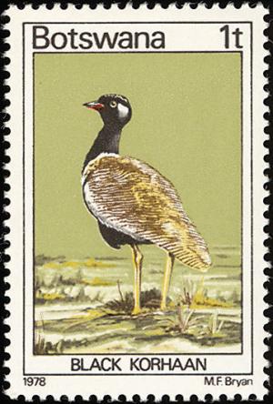 Colnect-597-719-Black-Bustard-Afrotis-atra.jpg