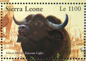 Colnect-759-288-African-Buffalo-Syncerus-caffer.jpg