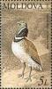 Colnect-191-835-Little-Bustard-Tetrax-tetrax.jpg