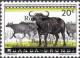 Colnect-1040-827-African-Buffalo-Syncerus-caffer.jpg