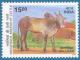 Colnect-548-004-Hallikar-Zebu-Bos-primigenius-indicus.jpg