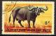 Colnect-981-001-African-Buffalo-Syncerus-caffer.jpg