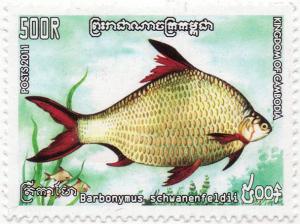 Colnect-3036-210-Tinfoil-Barb-Barbonymus-schwanenfeldii.jpg