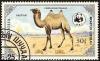 Colnect-1081-008-Bactrian-Camel-Camelus-bactrianus.jpg