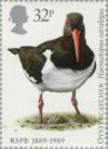 Colnect-122-601-Eurasian-Oystercatcher-Haematopus-ostralegus.jpg