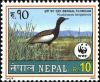 Colnect-1786-159-Bengal-Florican-Houbaropsis-bengalensis.jpg