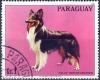 Colnect-2321-621-Collie-Canis-lupus-familiaris.jpg