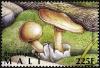 Colnect-2607-015-Death-Cap-Amanita-phalloides.jpg