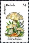 Colnect-2959-561-Calocybe-Gambosa.jpg