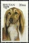 Colnect-3377-298-Saluki-Canis-lupus-familiaris.jpg