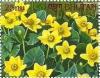 Colnect-3408-962-Caltha-palustris.jpg