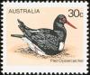 Colnect-604-079-Eurasian-Oystercatcher-Haematopus-ostralegus.jpg