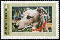 Colnect-900-637-Whippet-Canis-lupus-familiaris.jpg