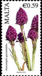 Colnect-3078-792-Anacamptis-pyramidalis.jpg