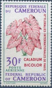 Colnect-2154-374-Caladium-bicolor.jpg