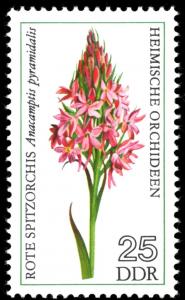 Colnect-1979-902-Anacamptis-pyramidalis.jpg