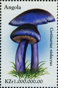 Colnect-2979-947-Violet-Webcap-Cortinarius-violaceus.jpg