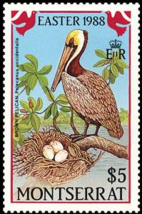 Colnect-3189-530-Brown-Pelican-Pelecanus-occidentalis.jpg