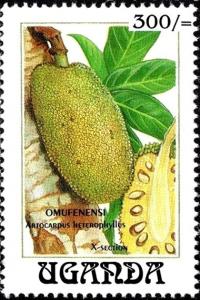 Colnect-6296-162-Artocarpus-heterophyllus.jpg