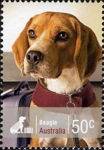 Colnect-472-686-Beagle-Canis-lupus-familiaris.jpg