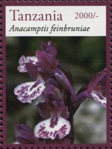 Colnect-3055-678-Anacamptis-feinbruniae.jpg