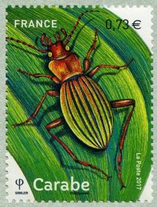 Colnect-5182-819-Carabidae-Carabe.jpg