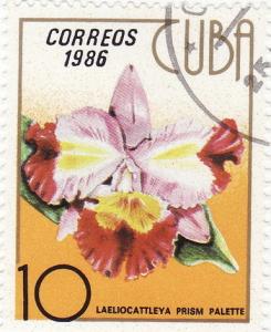 Colnect-1207-910-Laeliocattleya-prism-palette.jpg