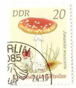 Amanita_muscaria_DDR.JPG