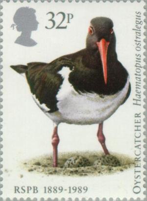 Colnect-122-601-Eurasian-Oystercatcher-Haematopus-ostralegus.jpg