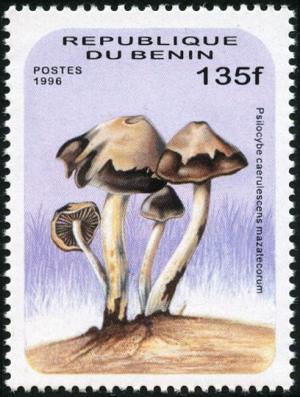 Colnect-1400-499-Psilocybe-caerulescens-mazatgecorum.jpg