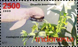 Colnect-1587-533-Irrawaddy-Dolphin-Orcaella-brevirostris-Orchid-Coelgyne-.jpg