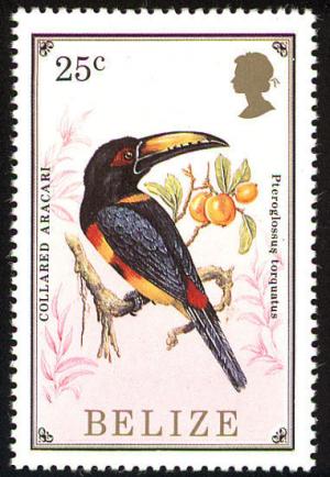 Colnect-1594-417-Collared-Aracari-Pteroglossus-torquatus.jpg