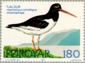 Colnect-189-020-Eurasian-Oystercatcher-Haematopus-ostralegus.jpg