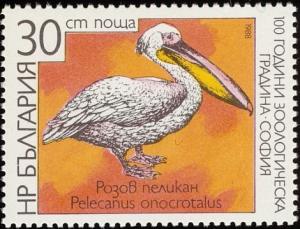 Colnect-1976-618-Rosy-Pelican-Pelecanus-onocrotalus.jpg