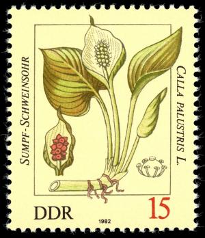 Colnect-1981-859-Calla-palustris.jpg