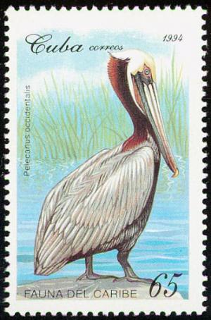 Colnect-2133-721-Brown-Pelican-Pelecanus-occidentalis.jpg