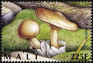 Colnect-2607-015-Death-Cap-Amanita-phalloides.jpg