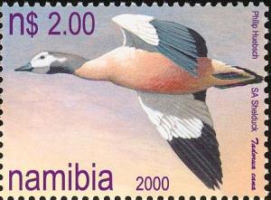 Colnect-2769-598-South-African-Shelduck-Tadorna-cana.jpg