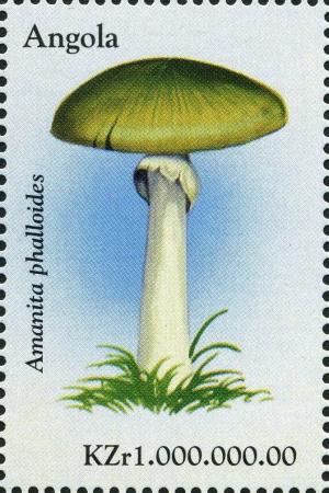 Colnect-2979-944-Death-Cap-Amanita-phalloides.jpg