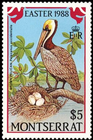 Colnect-3189-530-Brown-Pelican-Pelecanus-occidentalis.jpg